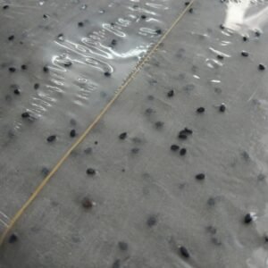 bánh tráng gỏi cuốn mè ngon 4