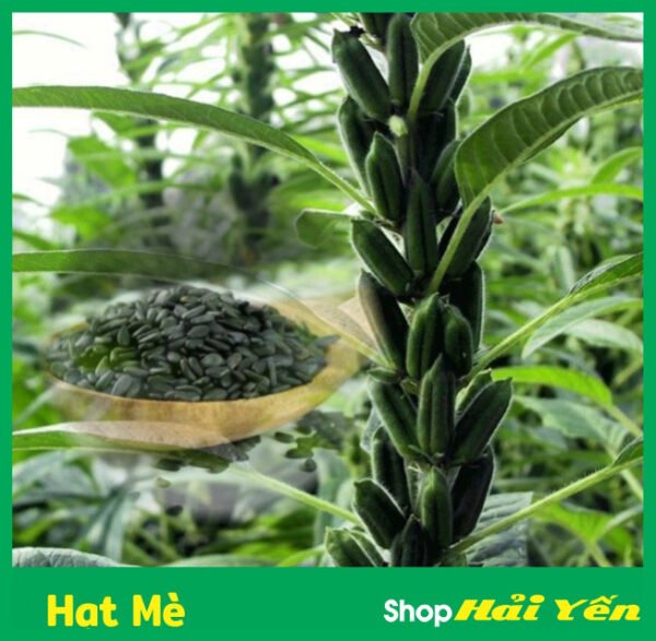 hạt mè, hạt vừng